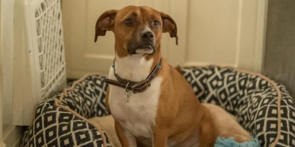   This Is Us の犬 Audio Damon