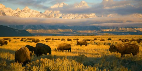   アメリカ's National Parks